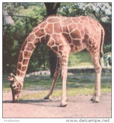 POSTKARTE GRUSS AUS CARL HAGENBECK'S TIERPARK HAMBURG STELLINGEN ZOO ZEBRA STRAUSS GIRAFFE SEELÖWE Jardin Zoologique - Zebra's