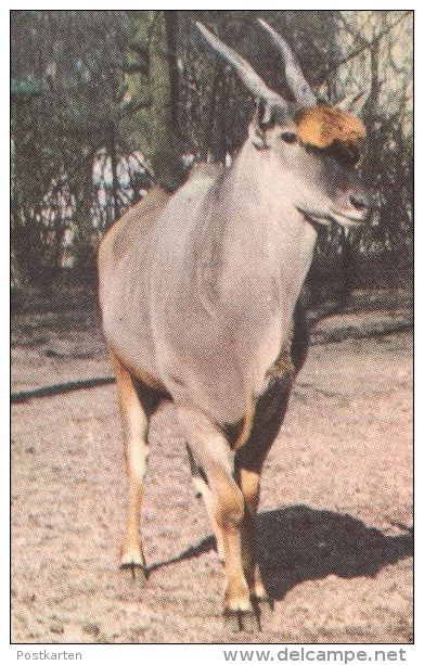 POSTKARTE GRUSS AUS CARL HAGENBECK'S TIERPARK HAMBURG STELLINGEN ZOO ZEBRA STRAUSS GIRAFFE SEELÖWE Jardin Zoologique - Zebra's