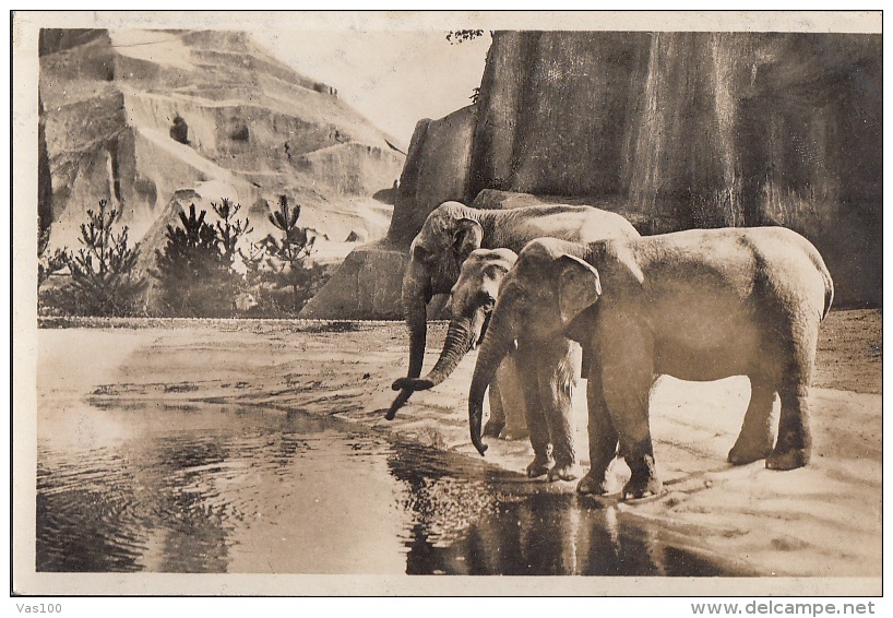 CPA ELEPHANTS AT VINCENNES ZOO - Elephants