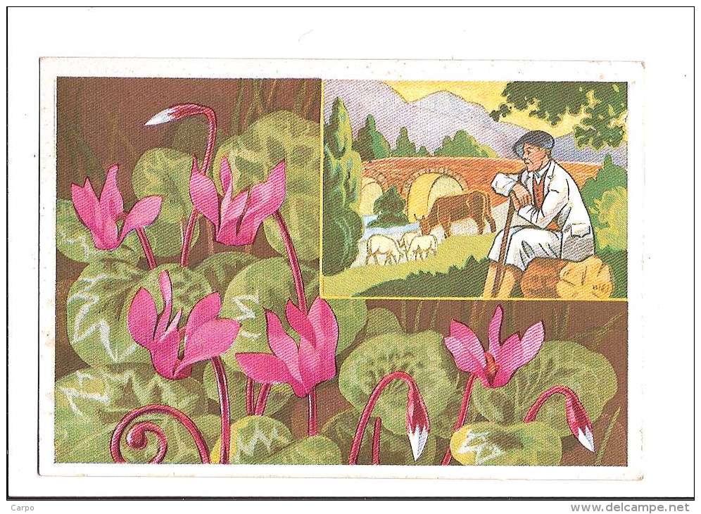 FLEURS DES ALPES. - N°10. Cyclamens. (Fleur, Costumes, Illustrateur) - Autres & Non Classés