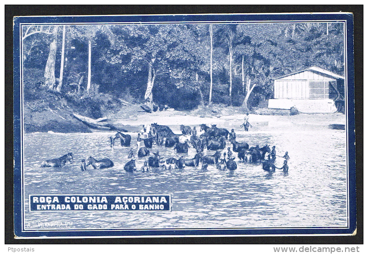 SAO TOME AND PRINCIPE (Africa) - Roça Colonoa Açoriana - Entrada Do Gado Para O Banho - São Tomé Und Príncipe