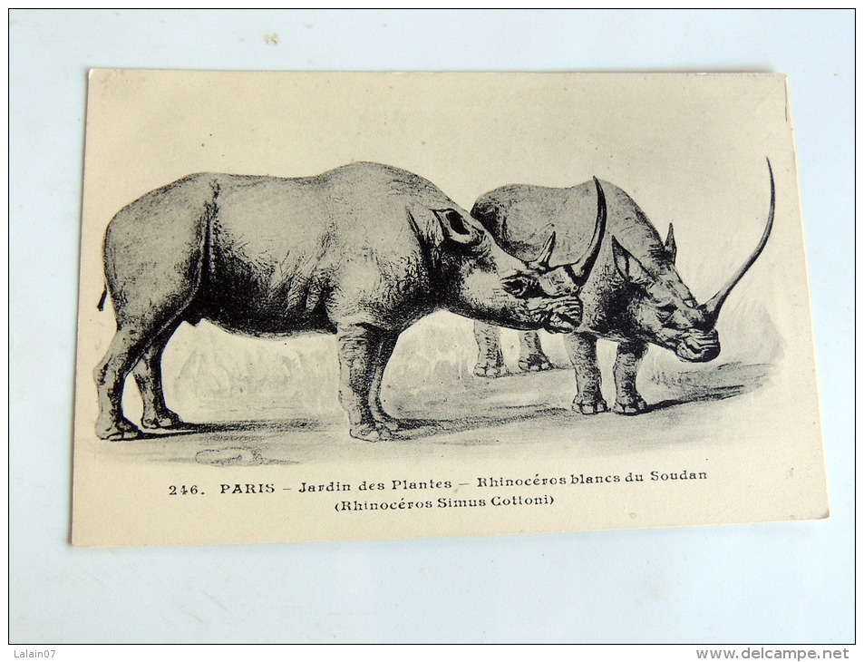 Carte Postale Ancienne : Rhinoceros Blancs Du Soudan - Neushoorn