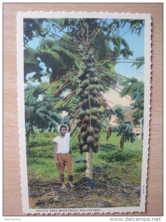 Papaye Tree With Fruit, Philippines - Filipinas