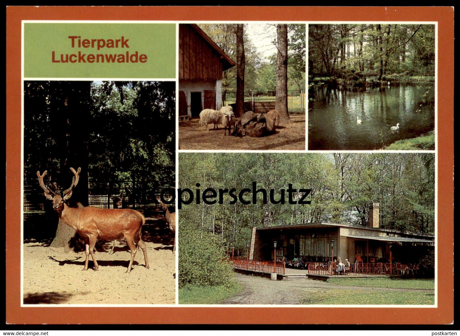 ÄLTERE POSTKARTE TIERPARK LUCKENWALDE HIRSCH SCHAF ZACKELSCHAF Deer Cerf Jardin Zoologique Zoo Postcard Cpa AK - Luckenwalde