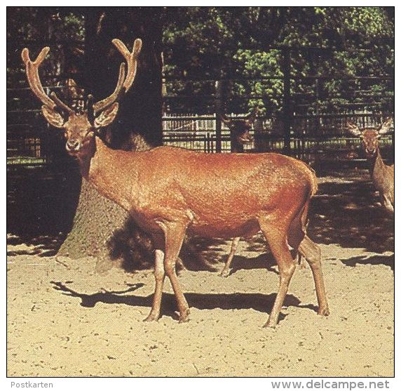 ÄLTERE POSTKARTE TIERPARK LUCKENWALDE HIRSCH SCHAF ZACKELSCHAF Deer Cerf Jardin Zoologique Zoo Postcard Cpa AK - Luckenwalde