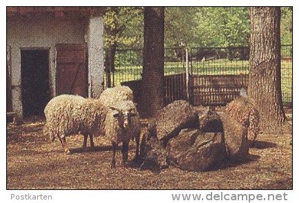 ÄLTERE POSTKARTE TIERPARK LUCKENWALDE HIRSCH SCHAF ZACKELSCHAF Deer Cerf Jardin Zoologique Zoo Postcard Cpa AK - Luckenwalde