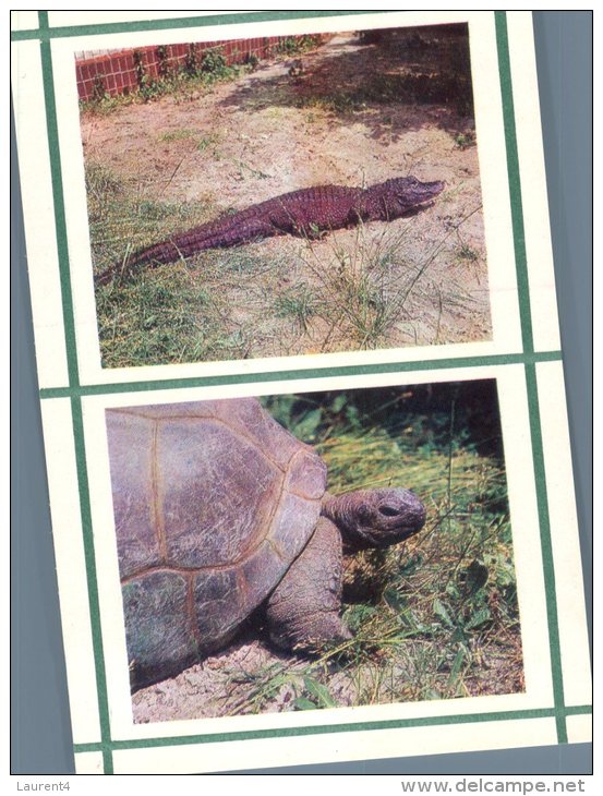 (800) Tortoise & Crocodile - Schildpadden