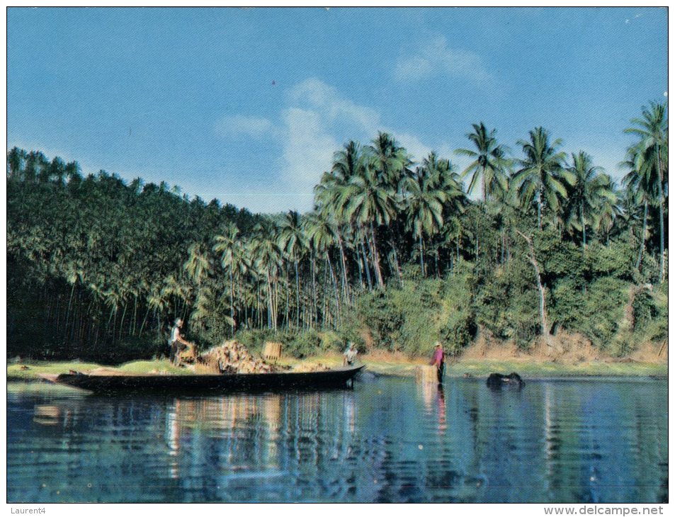 (310) Philippines - Coconut Harvest - Philippinen