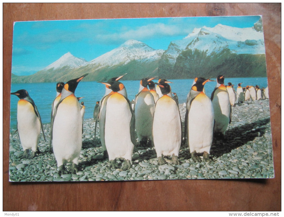 2-2931 Carte Penguin Manchot   BAT British Antarctic Survey Brise Glace Grande Bretagne Antarctique No TAAF - Fauna Antártica