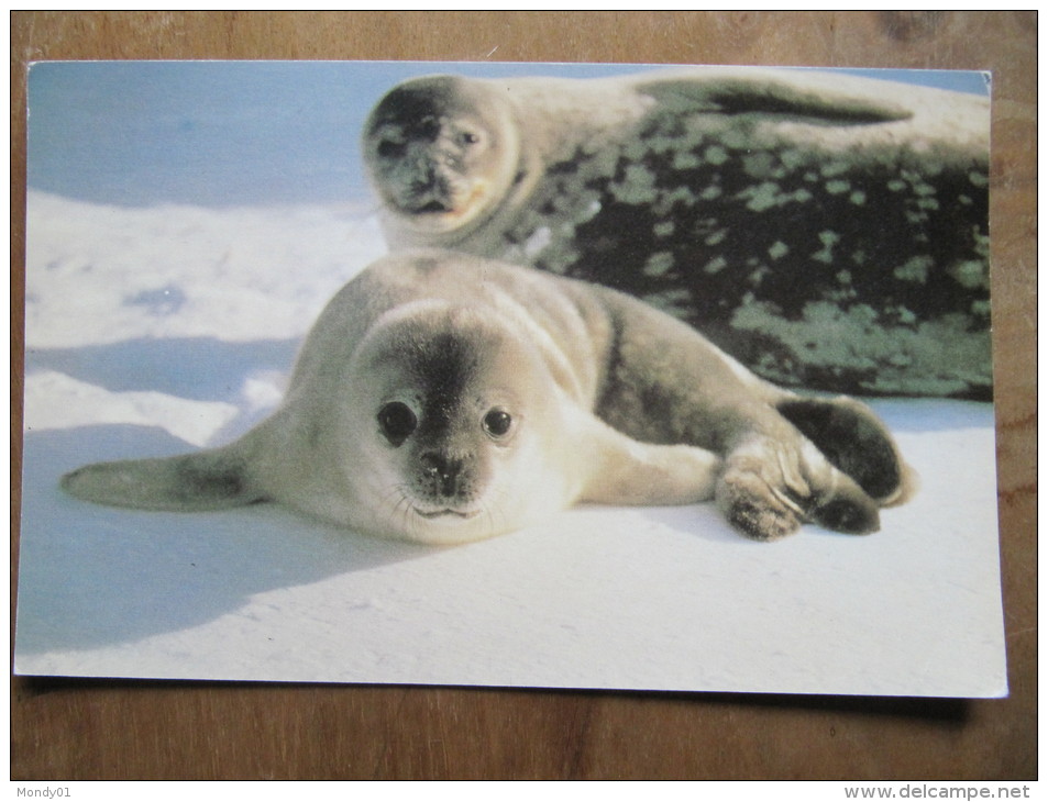 2-2928 Carte Phoque Seal    BAT British Antarctic Survey Brise Glace Grande Bretagne Antarctique No TAAF - Antarctische Fauna