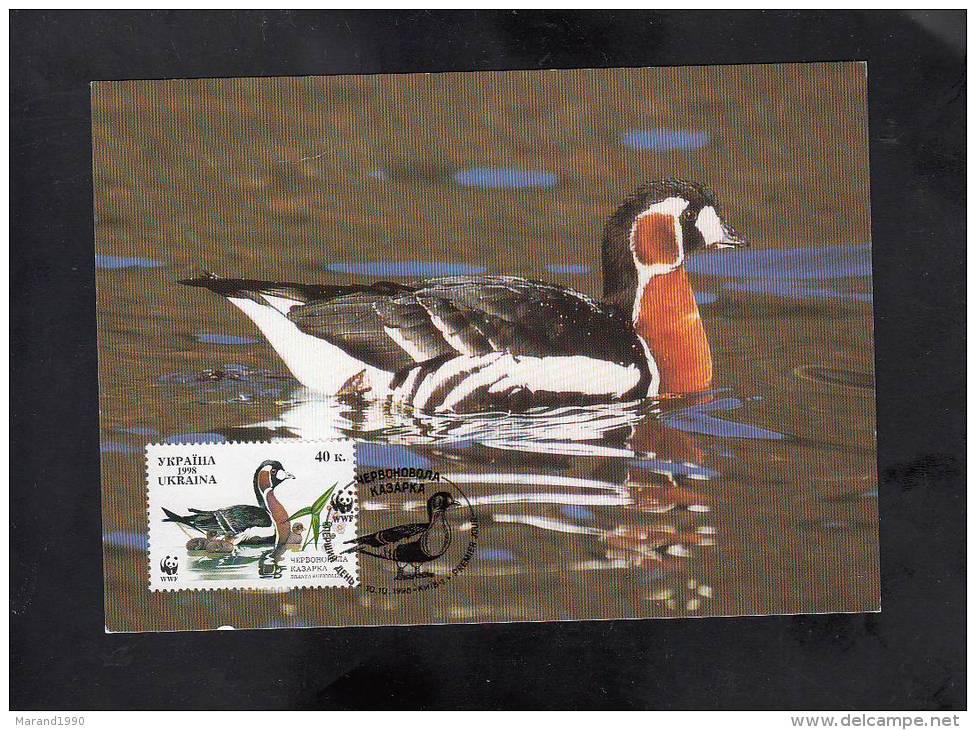 CARTE MAXIMUM UKRAINE, , BRANTA RUFICOLIS - Eenden