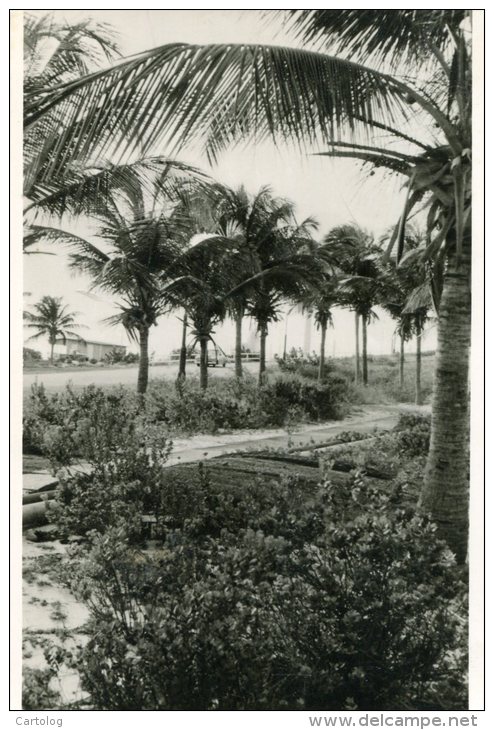 Aruba, Neth. Antilles - Palm Grove Rodgers Beach - Aruba