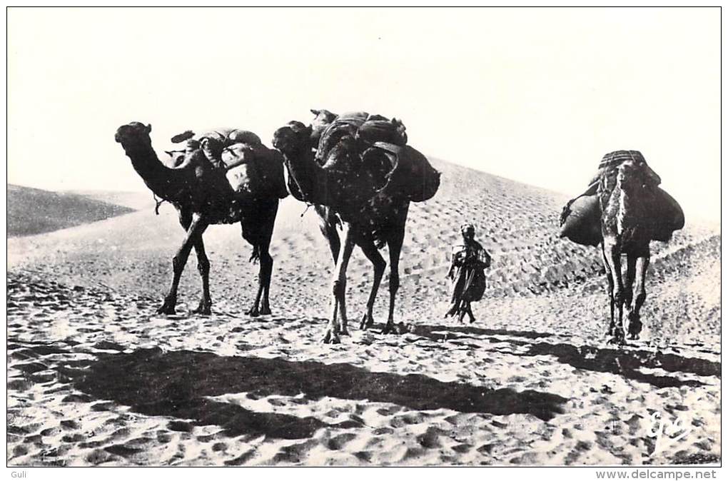 Afrique > Algérie-Ghardaïa Dans Les Dunes ( Editions:Photos Africaines 1157) *PRIX FIXE - Ghardaïa