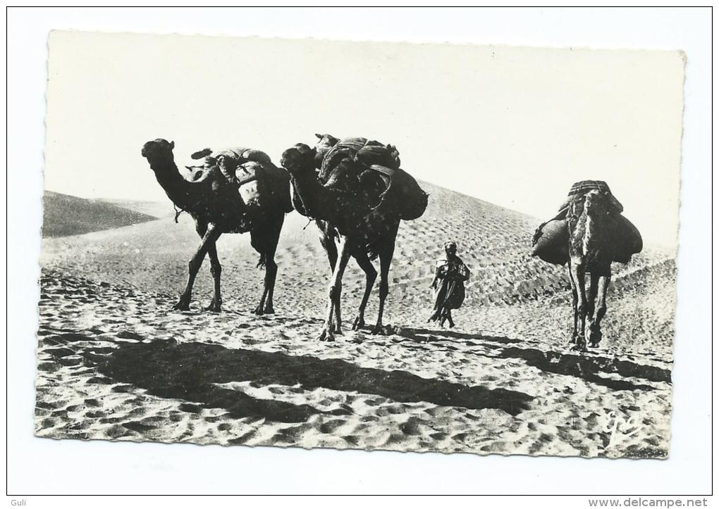 Afrique > Algérie-Ghardaïa Dans Les Dunes ( Editions:Photos Africaines 1157) *PRIX FIXE - Ghardaia