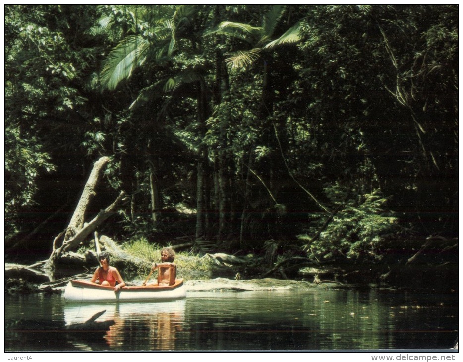 (130) Australia - QLD - Rainforest - Far North Queensland