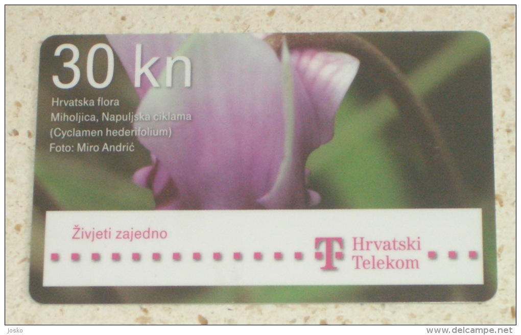 IVY-LEAVED CYCLAME Cyclamen Hederifolium - Neapolitanum ( Croatia Cip Card ) Flower Flowers Fleur Fleurs Fiori Flora - Flowers