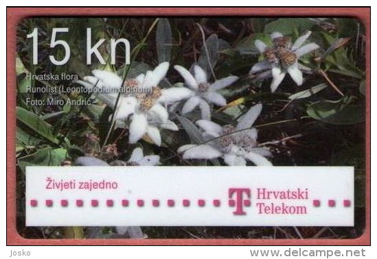 EDELWEISS - Croatian Flore ( Croacia Chip Card ) Stella Alpina Edelweiß Runolist Flower Flowers Fleur Fleurs Blume Flora - Flores