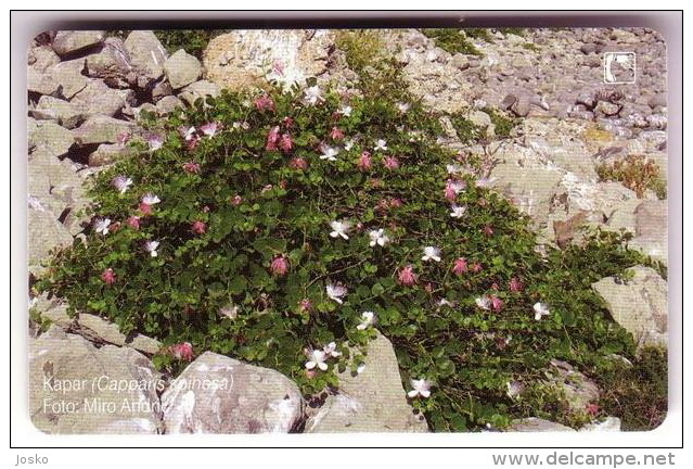 KAPAR - Capparis Spinosa (Croatia Chip Card ) Flora Flore Flower Fleur Flor Blume Fiore Bloem Flowers Fleurs Flors Fiori - Blumen