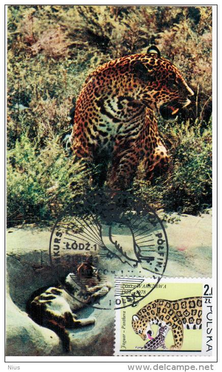 Poland 1983 Fauna Panthera Onca Jaguar Cat Cats, Canceled In Lodz Zoo - Cartes Maximum