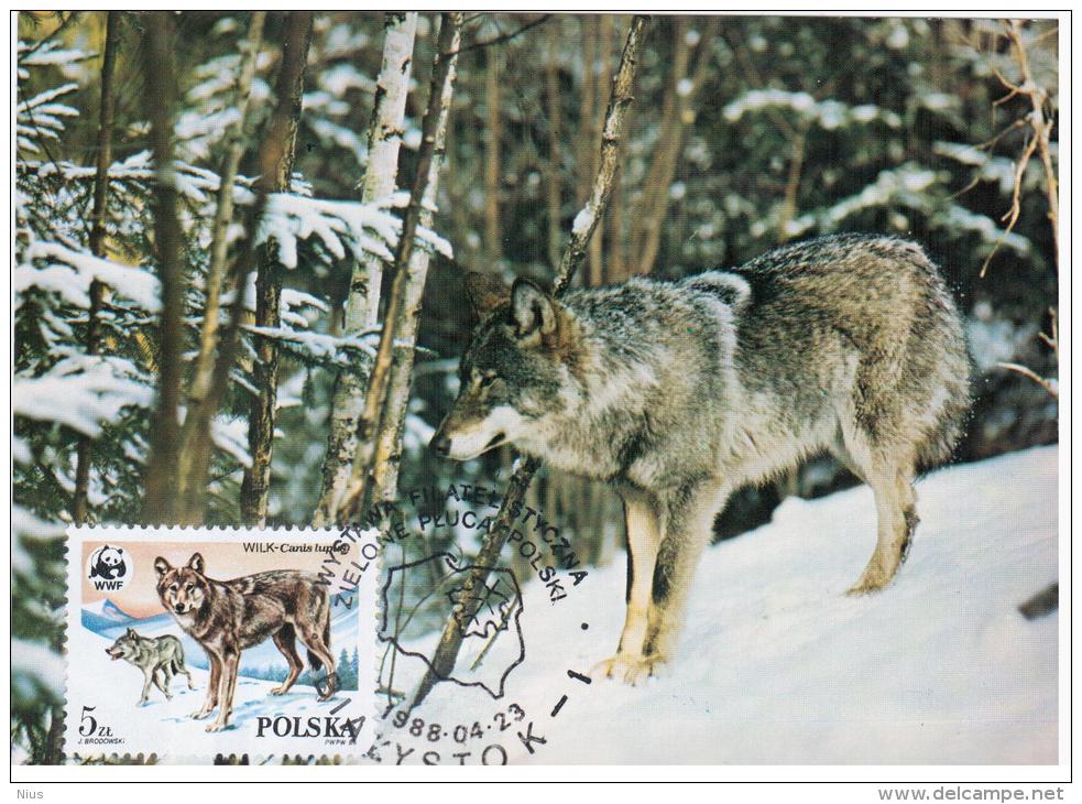 Poland Polska 1988 Gray Wolf Dog Dogs Fauna Canceled In Bialystok Animal - Maximumkarten