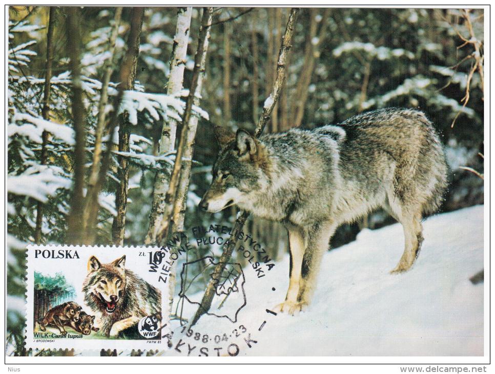 Poland Polska 1988 Gray Wolf Dog Dogs Fauna Canceled In Bialystok Animal - Maximumkaarten