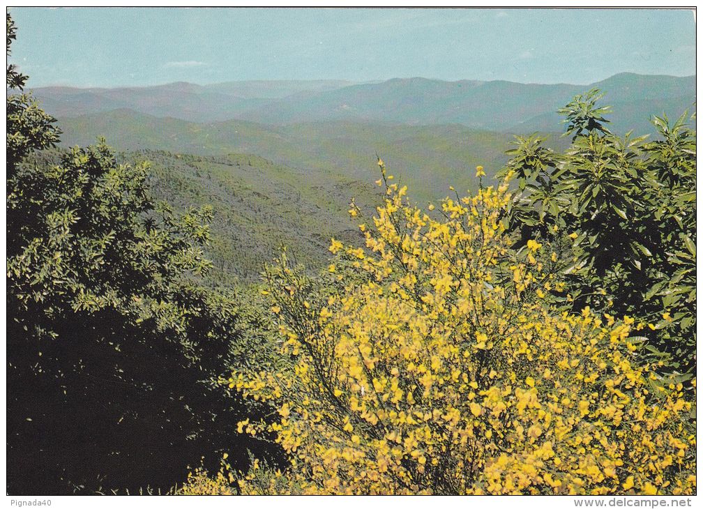 Cp , RÉGIONS , LANGUEDOC-ROUSSILLON , Genêts En Fleurs Et Châtaigniers à La Corniche Des Cévènnes - Languedoc-Roussillon