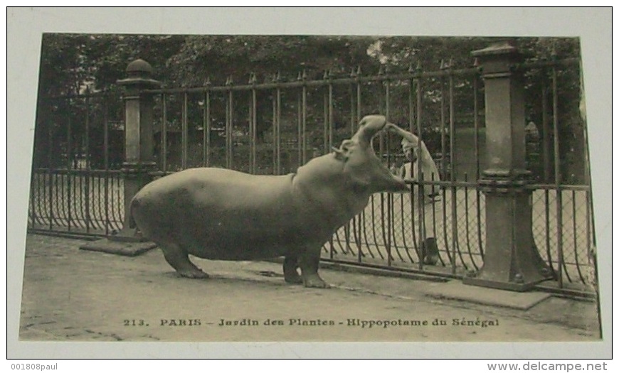 Paris - Jardin Des Plantes - Hippopotame Du Sénégal :::::: Animation - Animaux - Zoo - Ippopotami