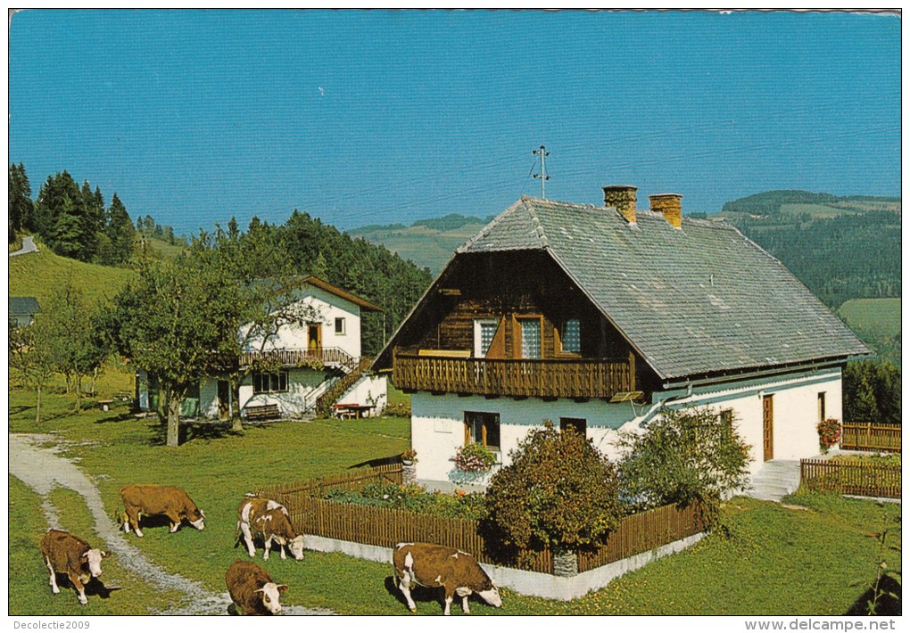 ZS44509 Urlaub Am Bauernhof Ferdinand Krogger Waisenegg Birckfeld  Cow Vaches   2 Scans - Birkfeld