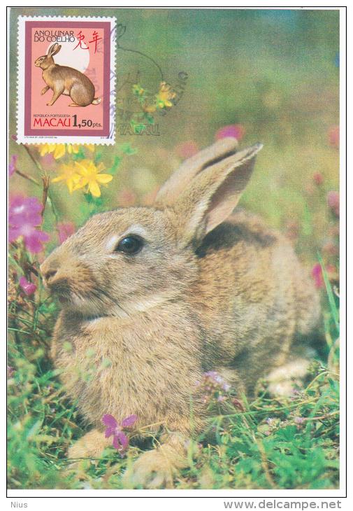 Macau Macao 1987 Fauna Rabbit Hare Animal Mammal - Rabbits