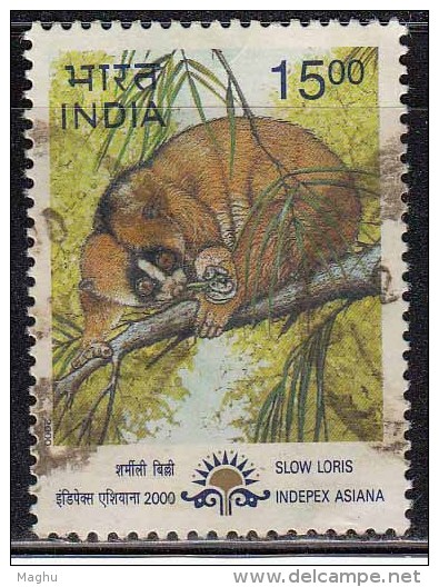 India Used 2000,  15r Slow Loris, Rodent, Animal, Indepex Asiana  Asian Stamps Exhibition(sample Image) - Used Stamps