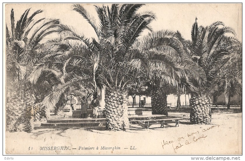 Environs D'Oran - Misserghin Palmiers - TB écrite - Autres & Non Classés