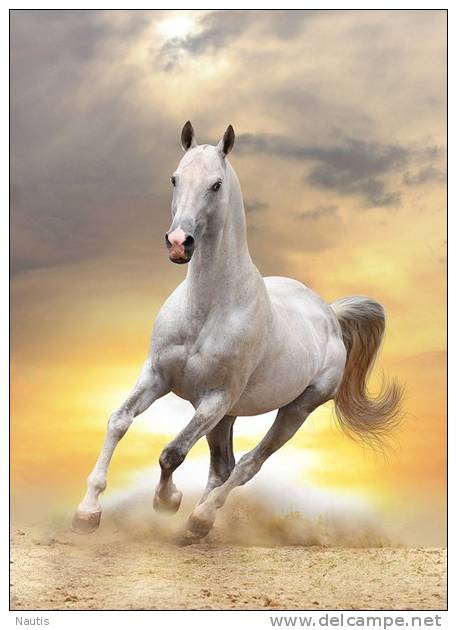 New Postcard, Postkarte, Carte Postale, Animal, Tier, Animale, White Horse, Sunset - Horses