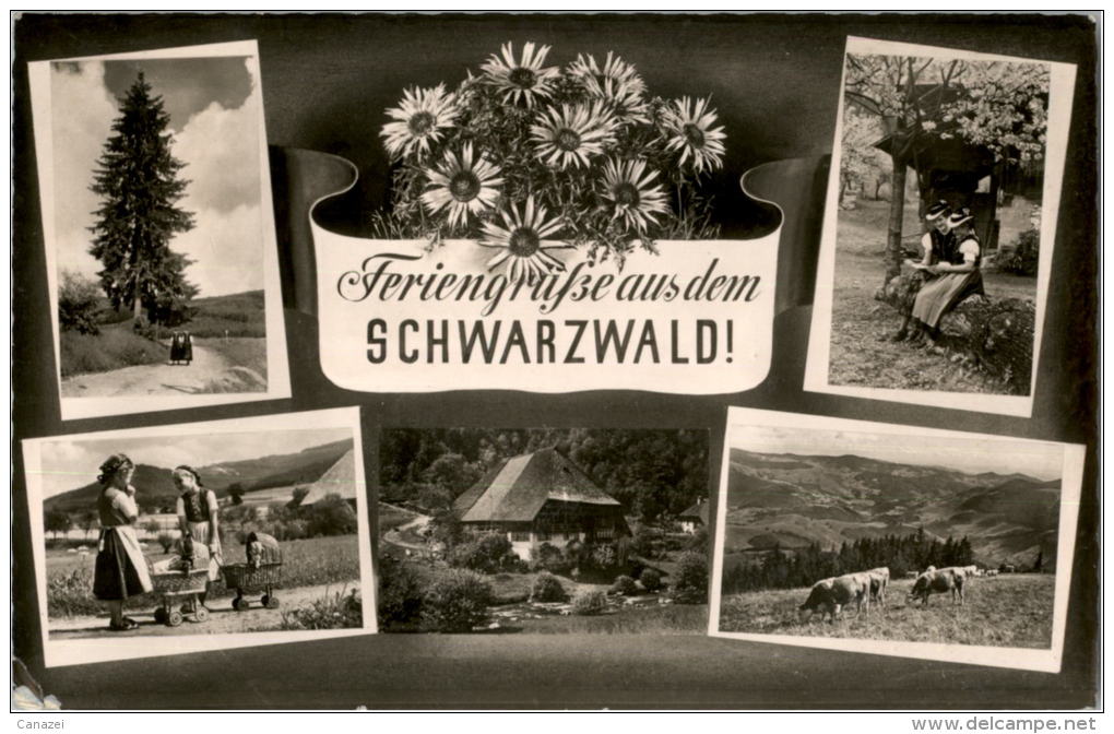 AK Schwarzwald, Poststempel Waldshut, Gel 1956 - Waldshut-Tiengen