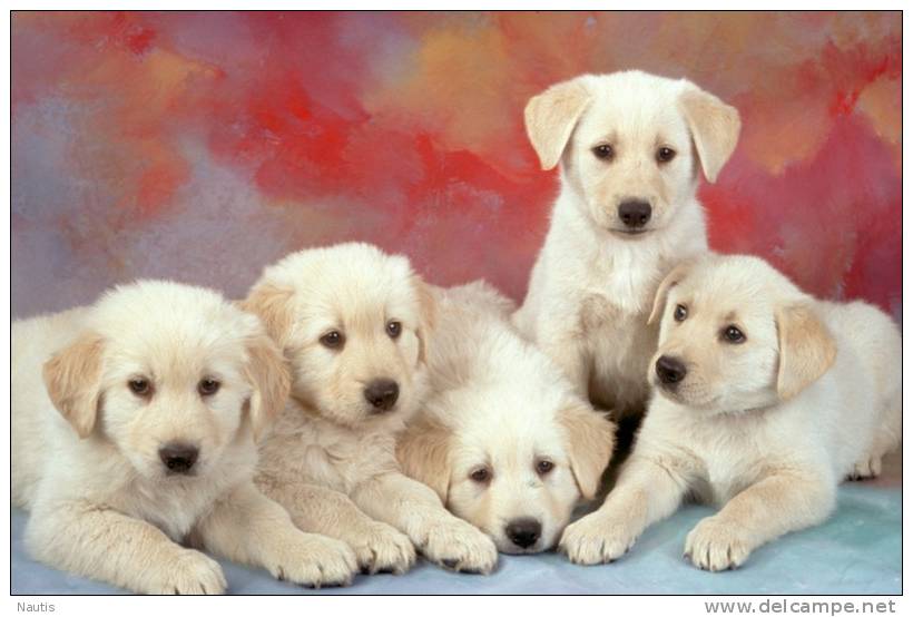 New Postcard, Postkarte, Carte Postale, Animal, Tier, Animale, Labrador Puppies, Dogs - Dogs