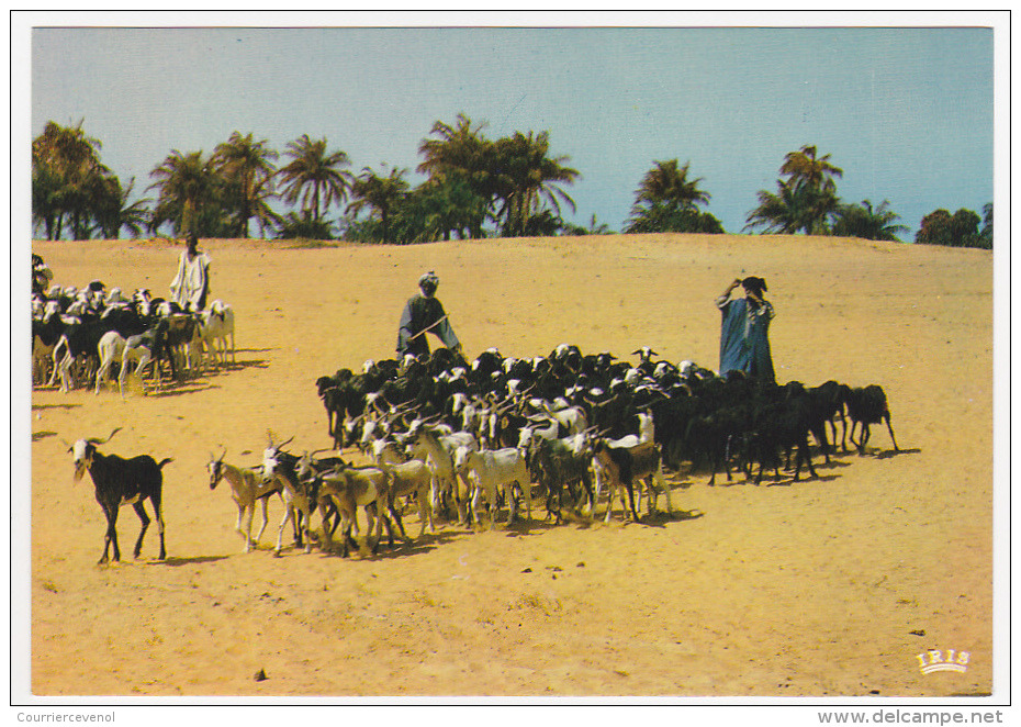 8 CPM - AFRIQUE EN COULEURS  - Pêche - Marchés, Personnages - SUPERBES... - Non Classés