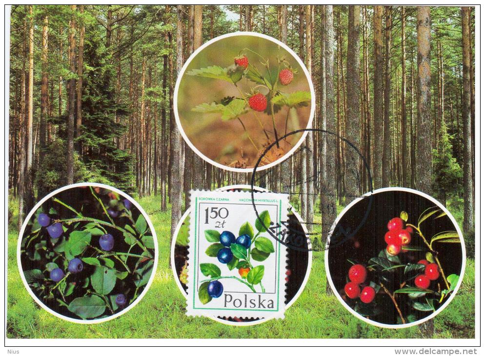 Poland 1990 Bilberry Berry Berries Flora Plants In Zakopane Canceled - Tarjetas Máxima