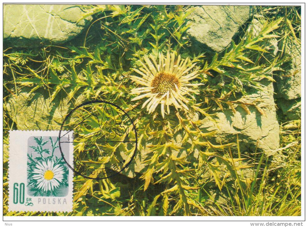 Poland 1986 Carlina Acaulis Carline Tatry Flower Flowers Flora Plants In Zakopane Canceled - Maximumkaarten