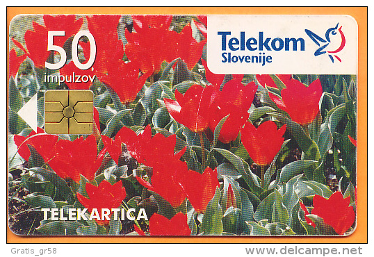 SLOVENIA - SLV 015, Tulipani / Enkratno Bujenje PO Tel., 60.000ex, 1/5/1996, Used As Scan - Slovénie