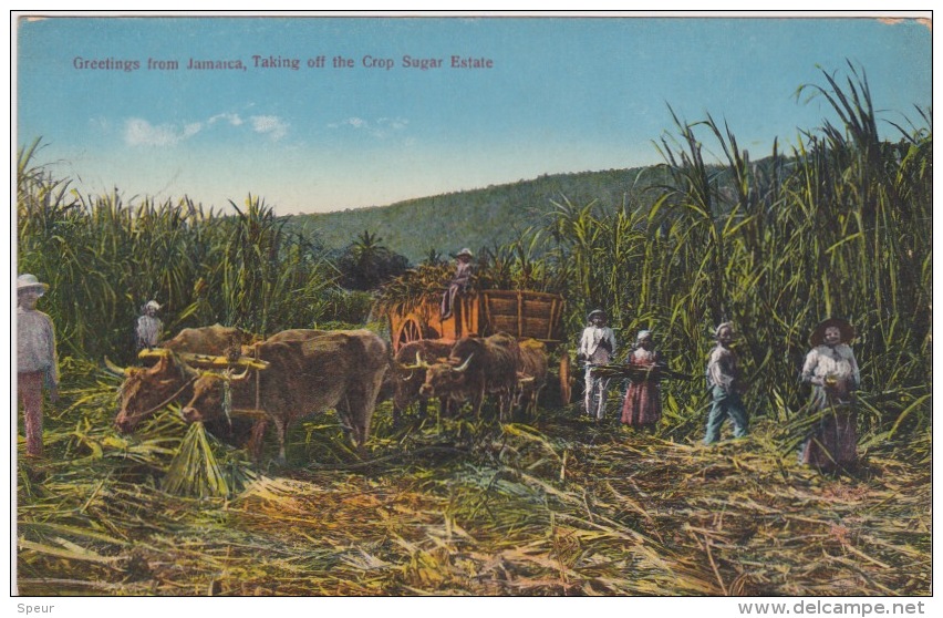 Jamaica - Sugar Plantation, Lively Scene. Postally Used, Descriptive Message, 1924. - Jamaïque