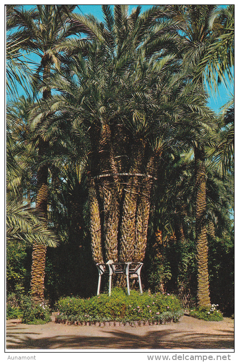 España--Elche--Huerto Del Cura--Palmera Imperial De Los Ocho Brazos - Bomen