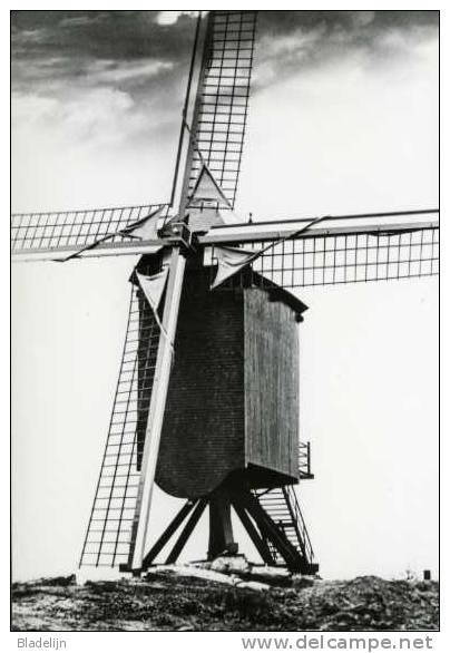 GELRODE Bij Aarschot (Vlaams-Brabant) - Molen/moulin - De Moedermeule In 1976 (jaar Van De Restauratie). - Aarschot