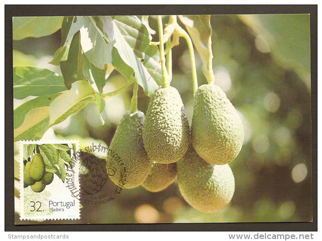 Portugal Madère Avocat Carte Maximum 1990 Madeira Avocado Fruit 1990 Maxicard - Tarjetas – Máximo