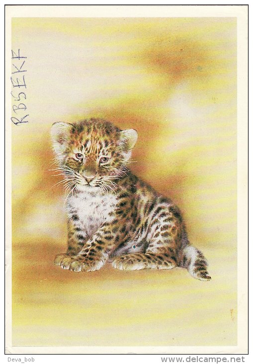 Amateur Radio QSL Card Tiger Cub RB5EKF USSR Russia - Radio Amateur