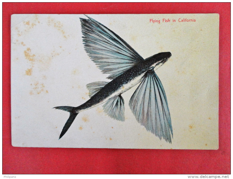 California >Flying Fish In California  Ca 1910 Not Mailed   Age Staining-   Ref 1029 - Long Beach