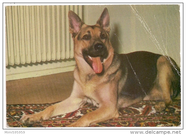 CHIEN - BERGER ALLEMAND Assis Sur Le Tapis Près Du Radiateur - Circulée 1985 - Scan Recto-verso - Hunde