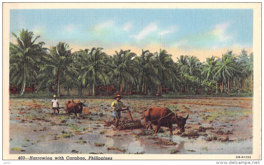 PHILIPPINES - HARROWING WITH CARABAO - Filippine