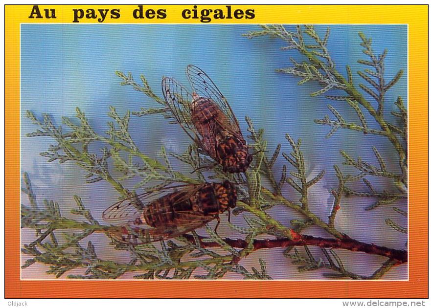 Au Pays Des CIGALES - Insectes