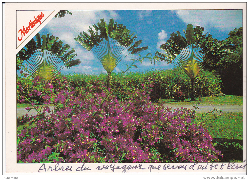 Francia--Martinique--Arbres Du Voyageur-pour, France - Trees