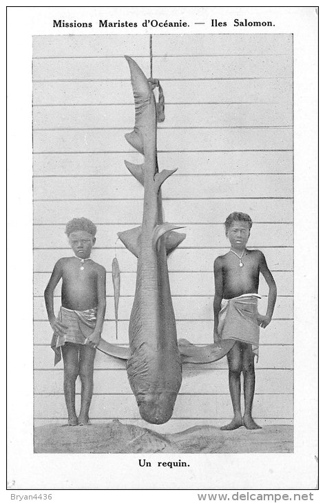 Iles Salomon - Pêche - Requin - Enfant Des Iles - CPA En Très Bel Etat (voir 2 Scans) - Solomon Islands