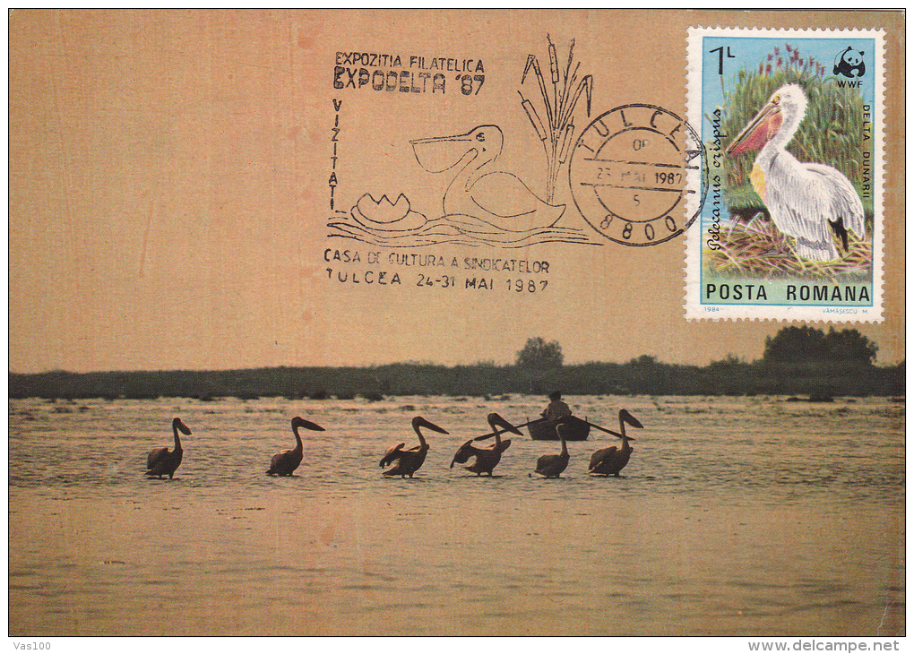 PELICANS,PELICANS IN DANUBE,1987,CM,CARTES MAXIMUM,MAXI CARD,ROMANIA. - Pelikane